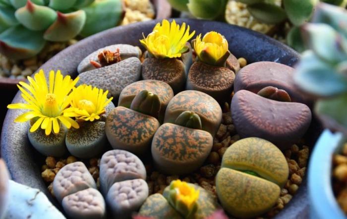 生石花種植