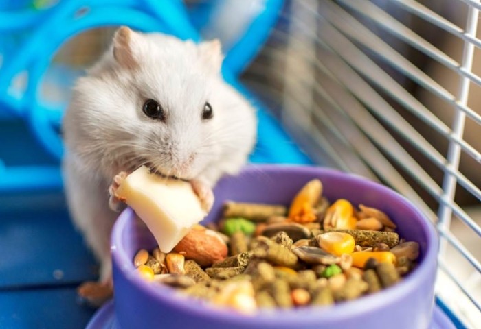 倉鼠飼養方法