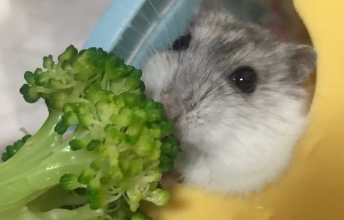 倉鼠品種