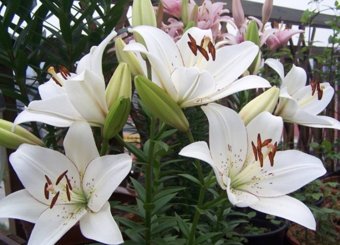百合花種類