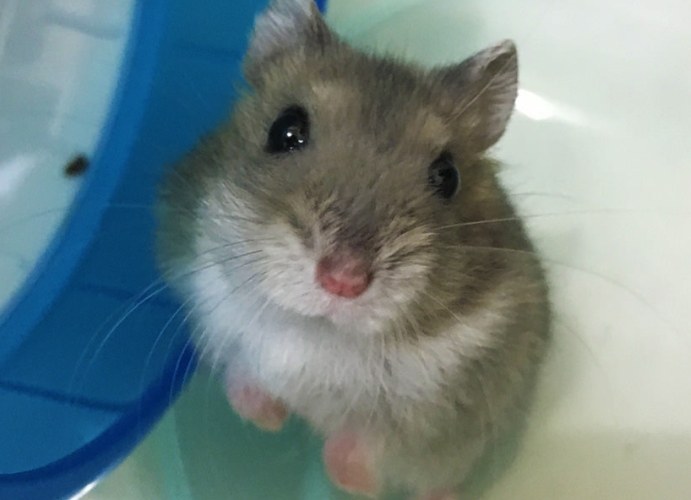 倉鼠飼養方法