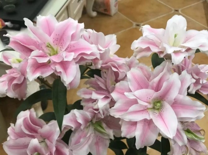 百合常見品種