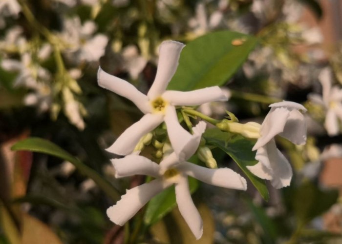 茉莉花種植 茉莉花種植