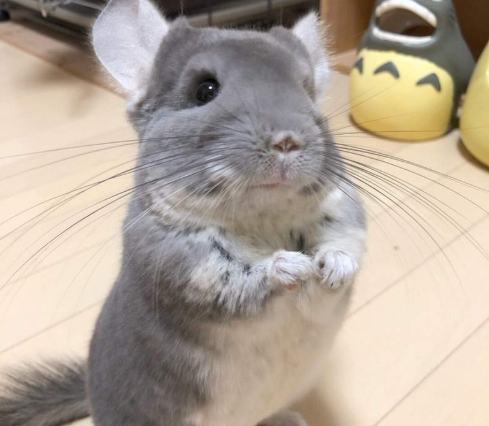 龍貓飼養方法