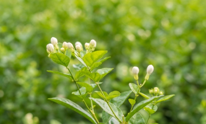 茉莉花茶