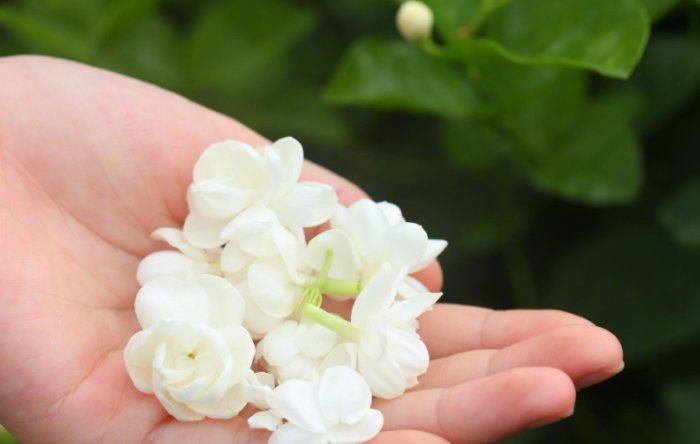 茉莉花品種 茉莉花品種