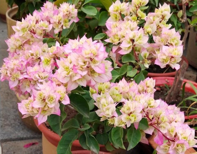 三角梅種植方法