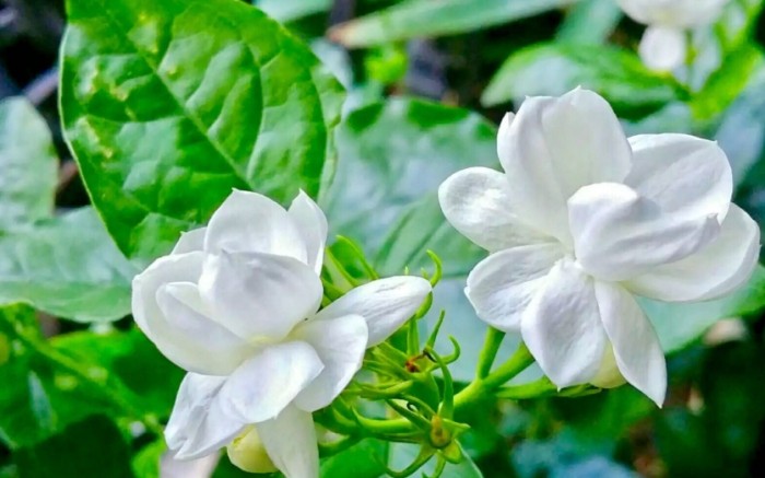 茉莉花品種