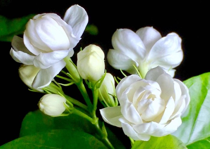 茉莉花花語