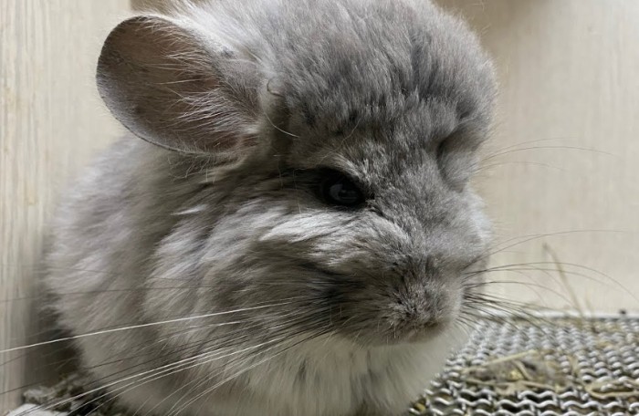 龍貓飼養環境