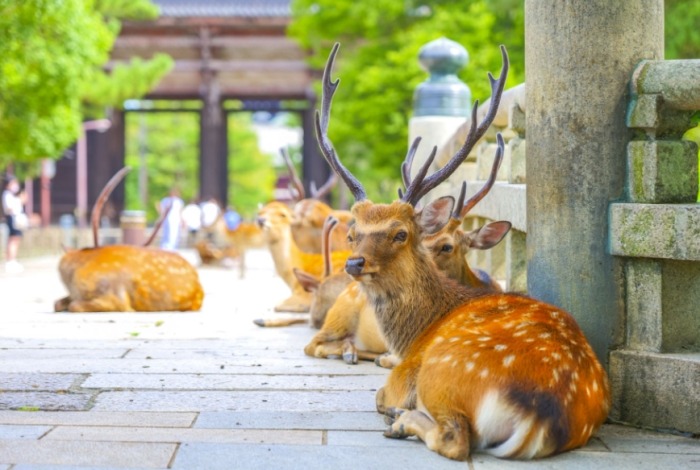 日本親子景點 日本親子景點