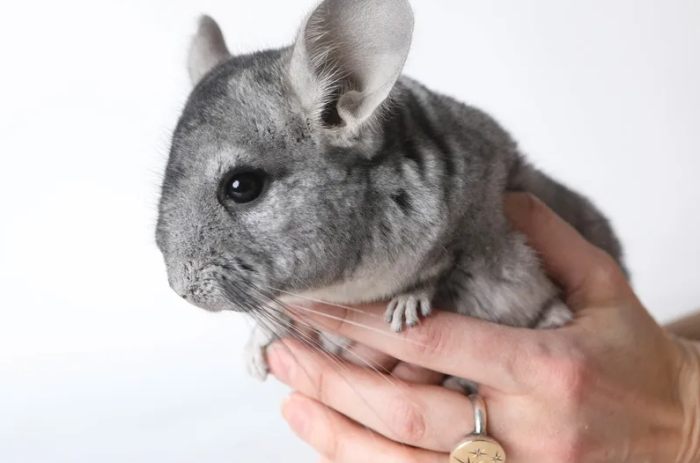 龍貓飼養方法