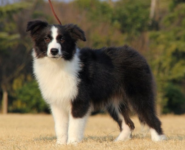 蘇格蘭牧羊犬
