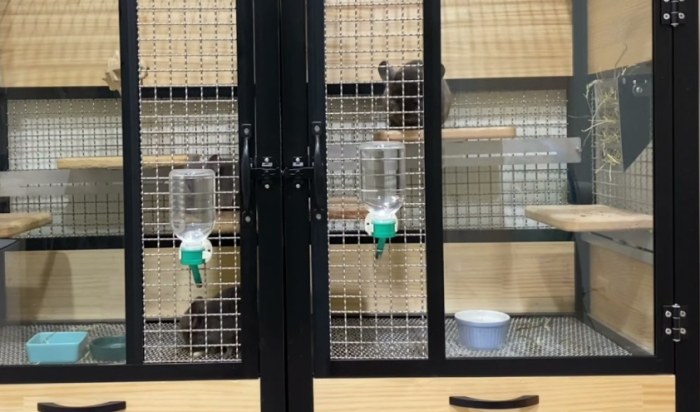 龍貓飼養方法
