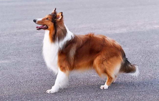長毛牧羊犬種類