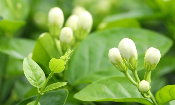 茉莉花花期