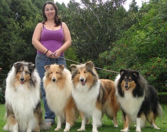 蘇格蘭牧羊犬