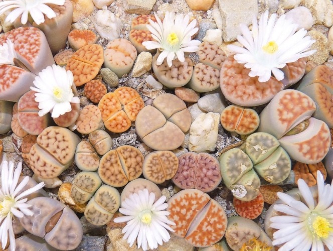 生石花種植注意事項