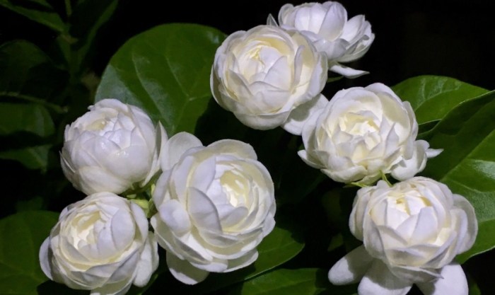 茉莉花
