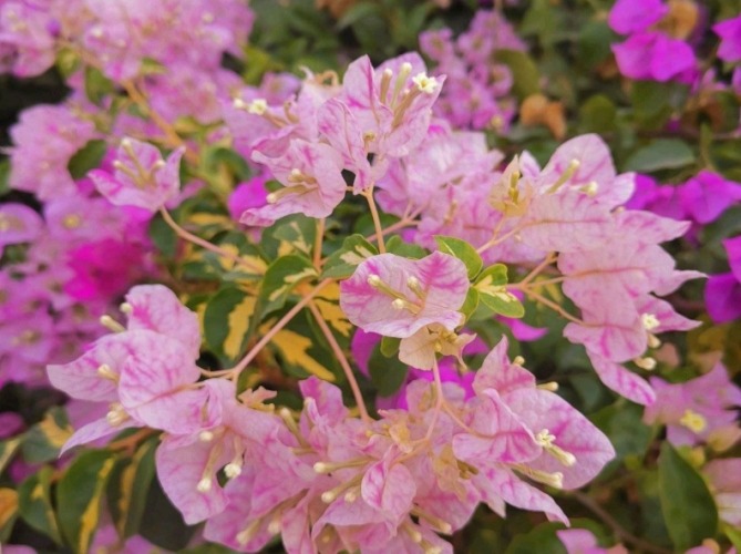 三角梅種植