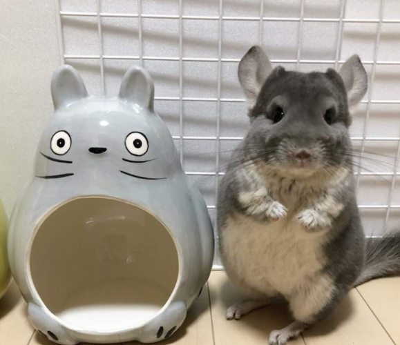 龍貓要吃什麼飼料