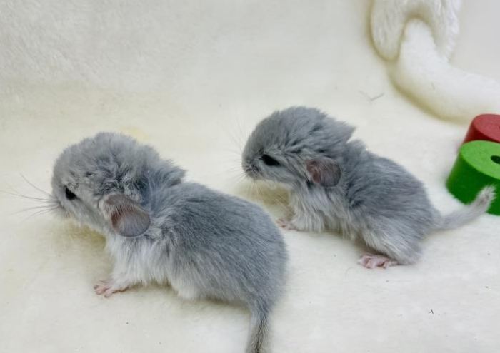龍貓飼養環境
