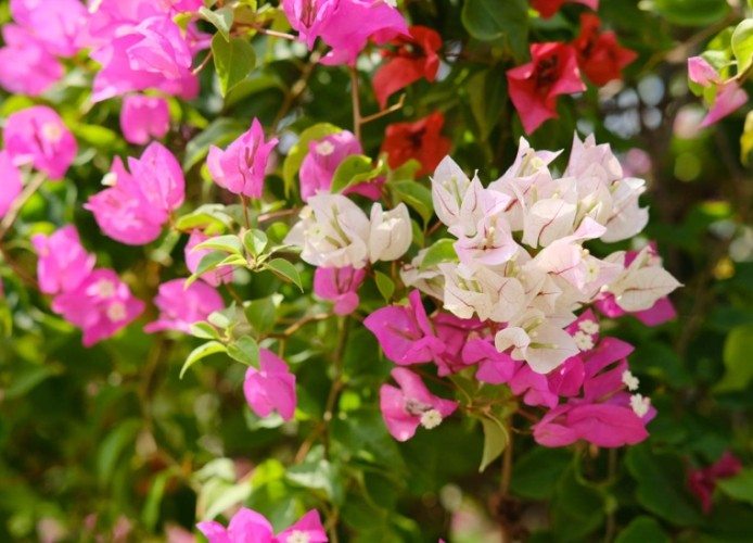 三角梅種植方法