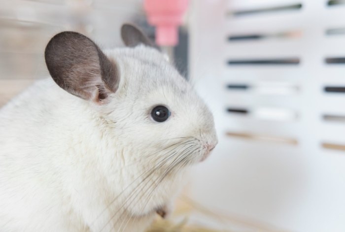 龍貓飼養​