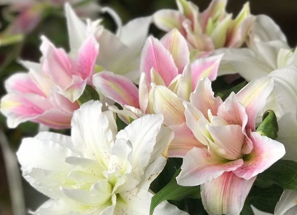 百合花介紹