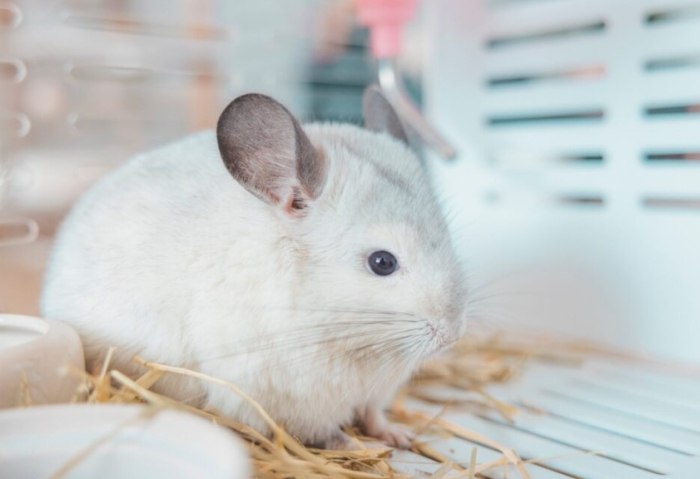 龍貓要吃什麼飼料