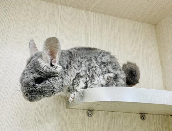 龍貓飼養方法