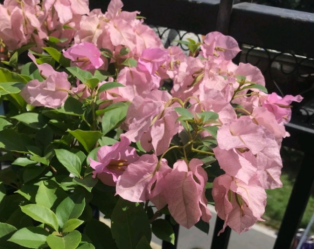 三角梅種植時間