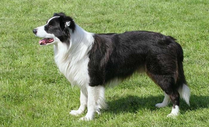 德國牧羊犬