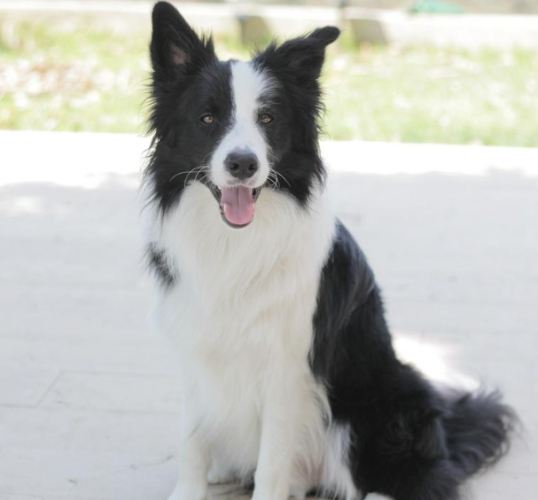牧羊犬種類
