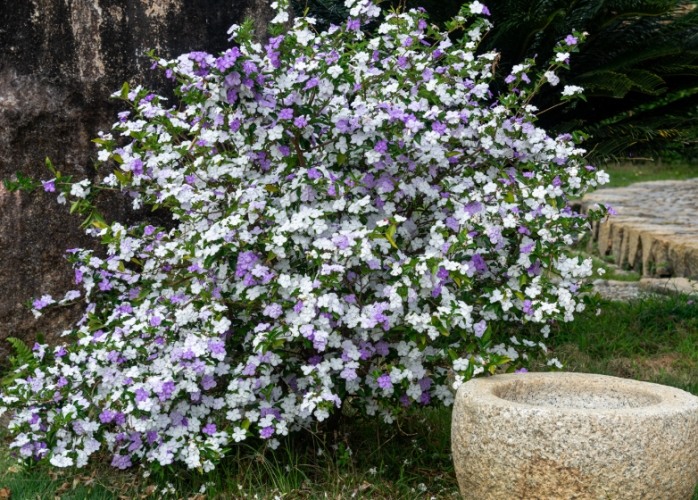 茉莉花花語