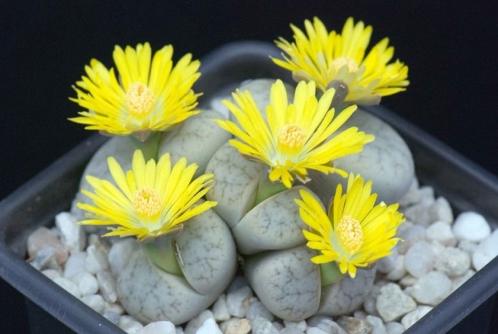 生石花多久澆水