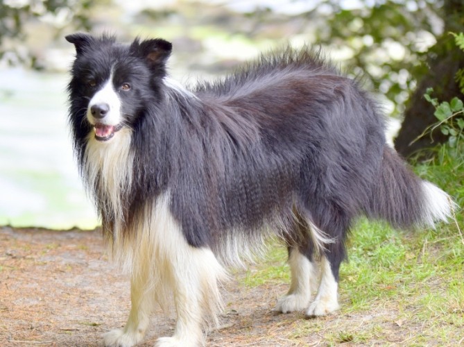 澳洲牧羊犬種類