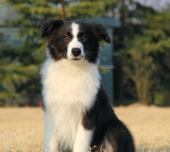 牧羊犬種類​