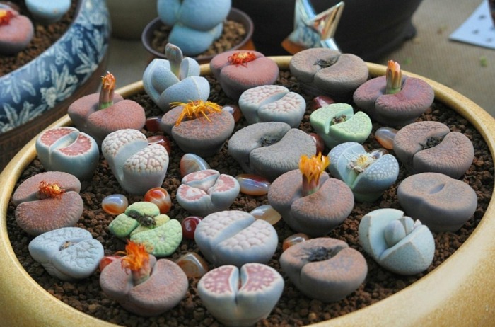 生石花怎麼種植