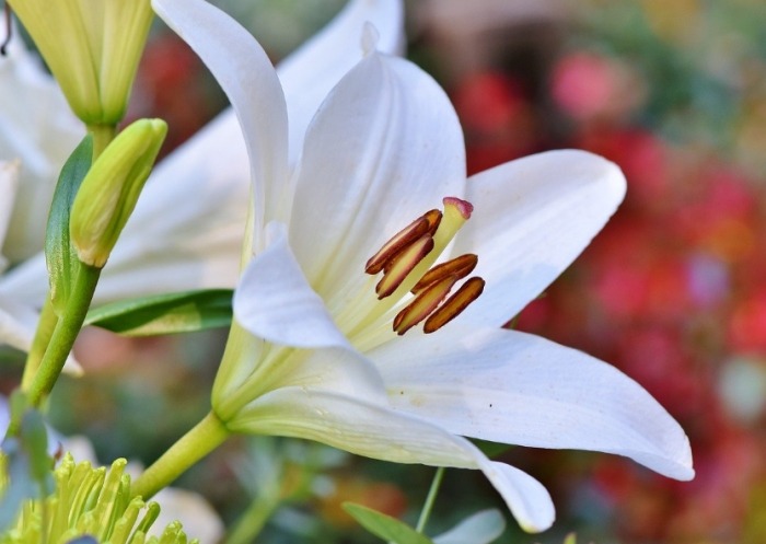 百合花介紹 百合花介紹