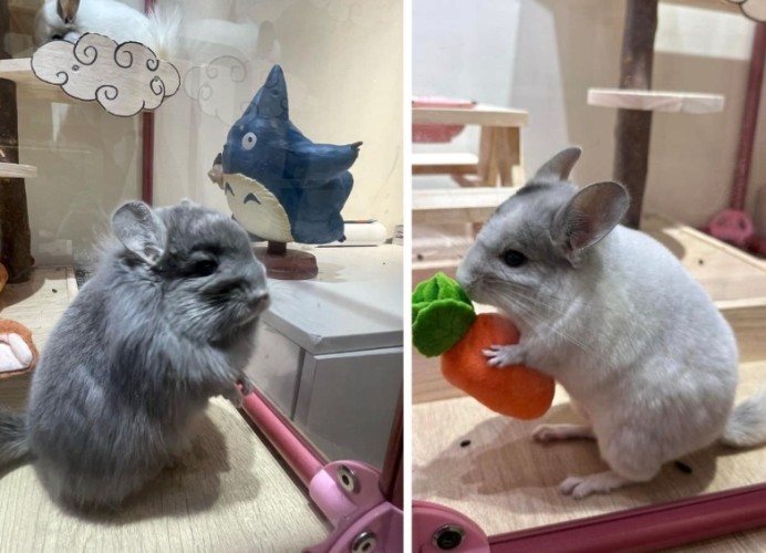 龍貓要吃什麼飼料