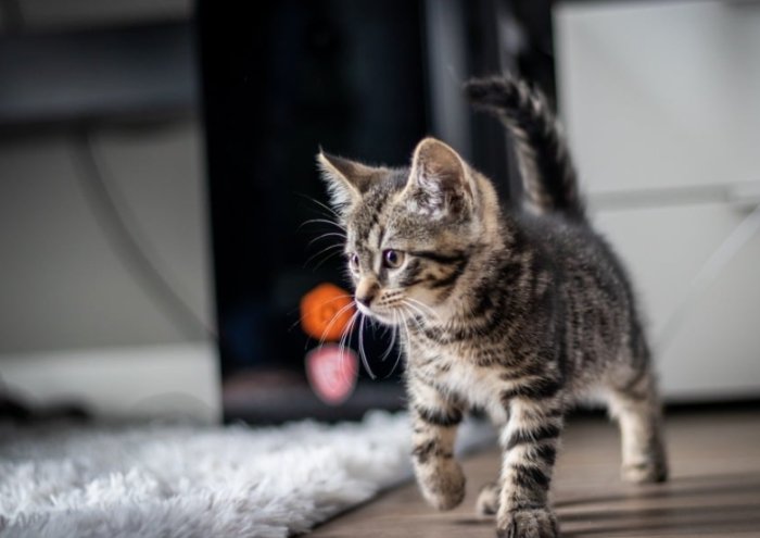 虎斑貓飼養