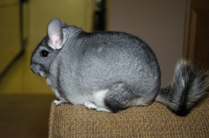 龍貓要吃什麼飼料