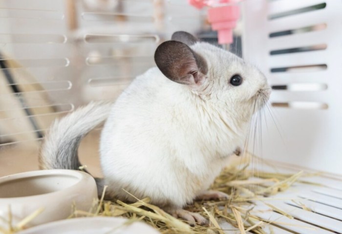 龍貓飼養費用