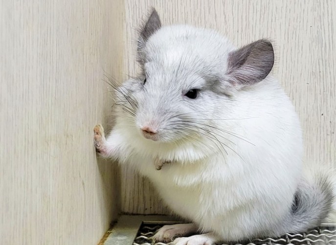 龍貓飼養費用