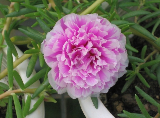 松葉牡丹種植方法
