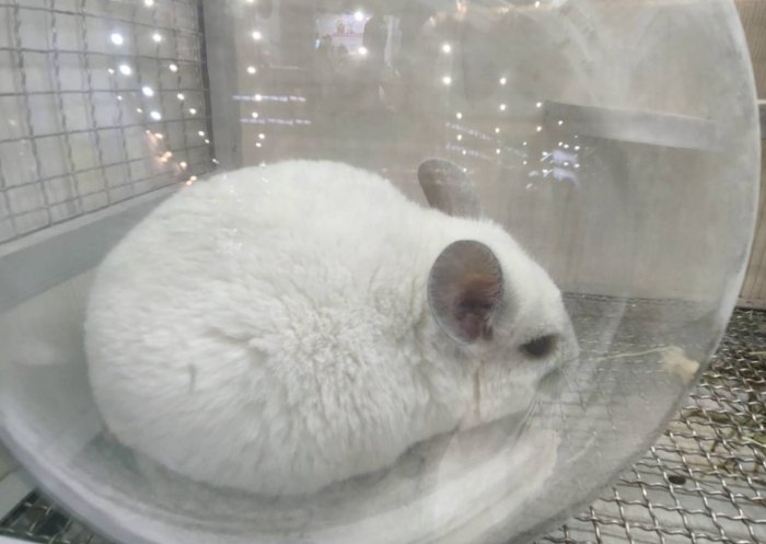 龍貓飼養方法