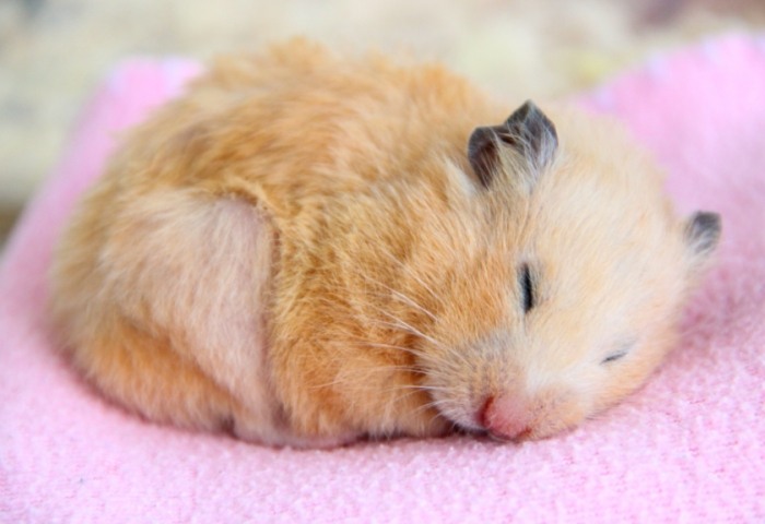 倉鼠飼養方法