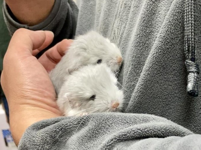 龍貓要吃什麼飼料