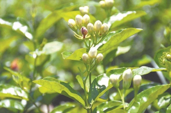 茉莉花花期 茉莉花花期